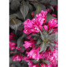 WEIGELA florida MINOR BLACK