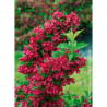 WEIGELA RED PRINCE