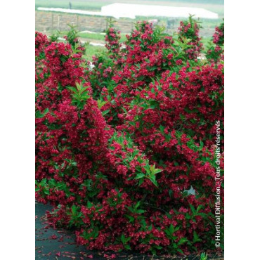 WEIGELA RED PRINCE