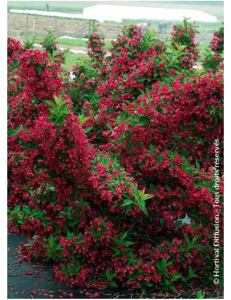 WEIGELA RED PRINCE