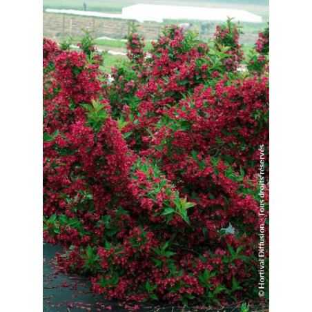 WEIGELA RED PRINCE