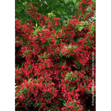 WEIGELA RED PRINCE