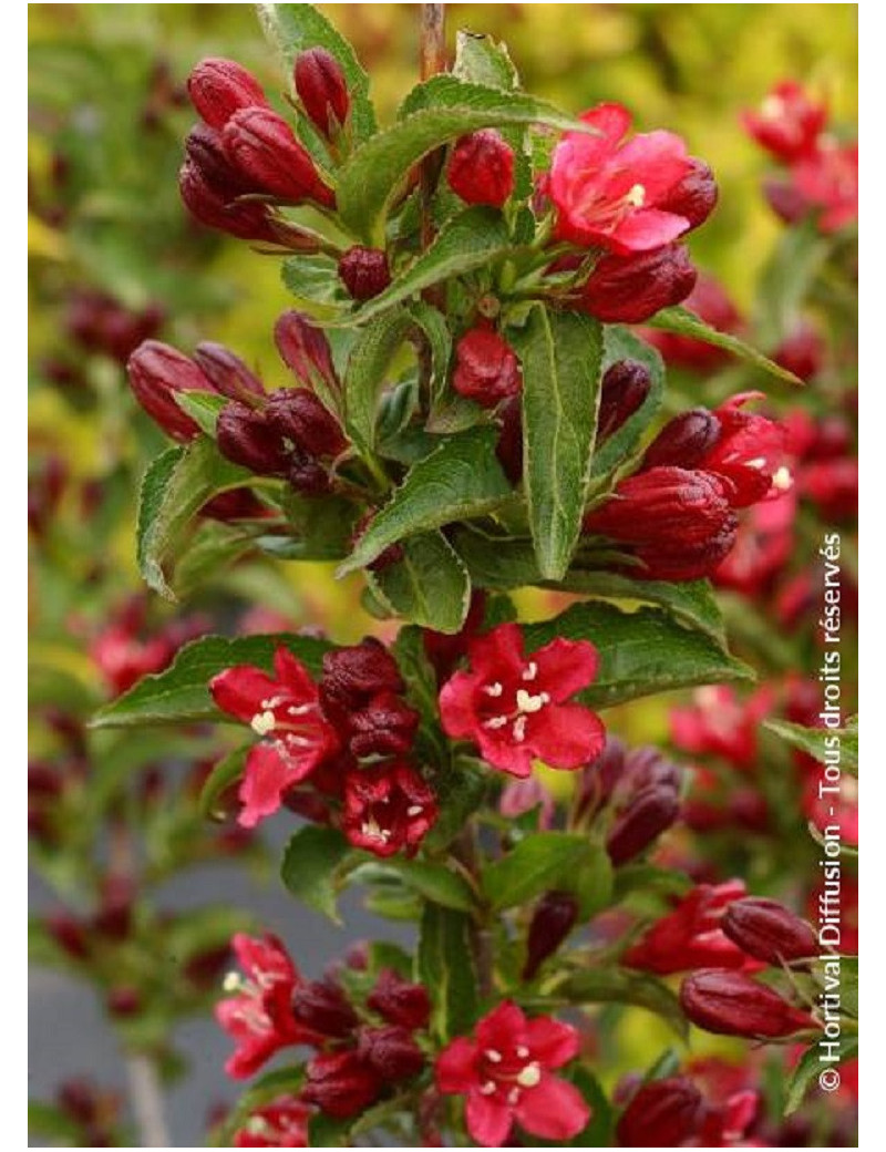 WEIGELA NAIN ROUGE