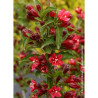 WEIGELA NAIN ROUGE