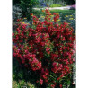 WEIGELA NAIN ROUGE