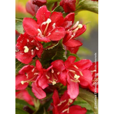 WEIGELA NAIN ROUGE