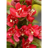 WEIGELA NAIN ROUGE