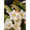 WEIGELA SNOWFLAKE