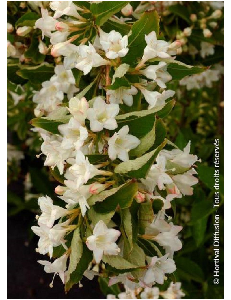 WEIGELA SNOWFLAKE