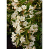 WEIGELA SNOWFLAKE