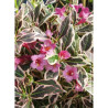 WEIGELA florida MONET