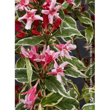 WEIGELA florida NANA VARIEGATA