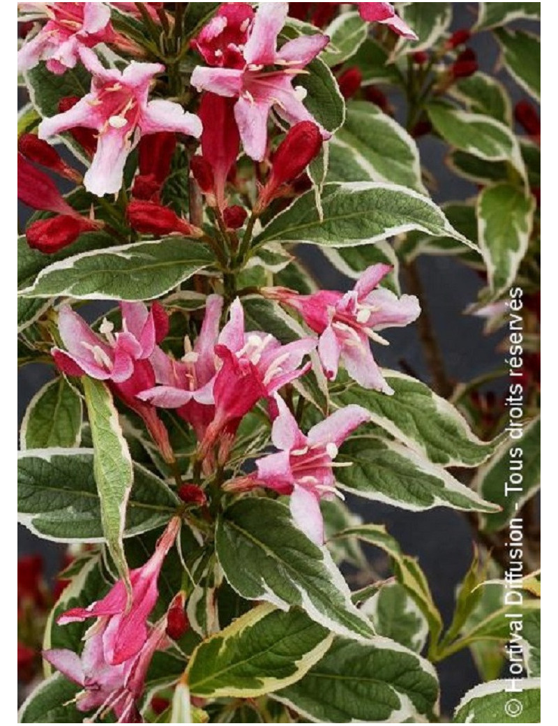 WEIGELA florida NANA VARIEGATA