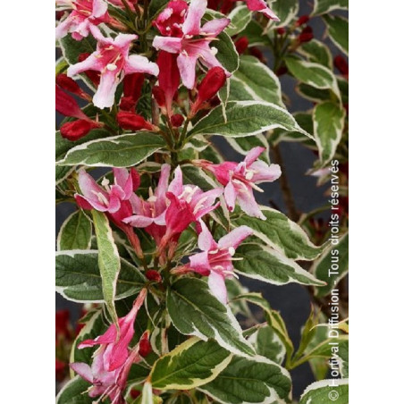 WEIGELA florida NANA VARIEGATA