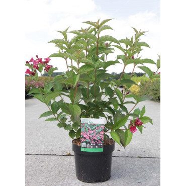 WEIGELA BRISTOL RUBY En pot de 4-5 litres