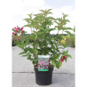 WEIGELA BRISTOL RUBY En pot de 4-5 litres