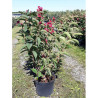 WEIGELA BRISTOL RUBY En pot de 10-12 litres