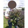 WEIGELA EBONY & IVORY En pot de 4-5 litres