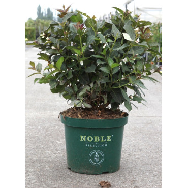 WEIGELA EBONY & IVORY En pot de 10-12 litres