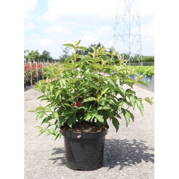 WEIGELA NAIN ROUGE En pot de 10-12 litres