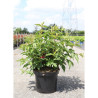 WEIGELA NAIN ROUGE En pot de 10-12 litres