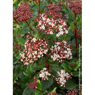 VIBURNUM tinus EVE PRICE