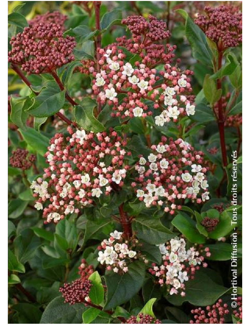 VIBURNUM tinus EVE PRICE