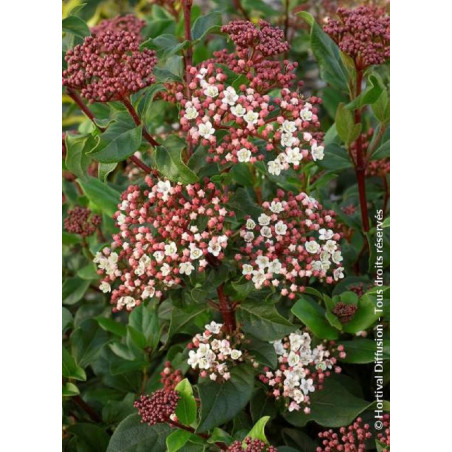 VIBURNUM tinus EVE PRICE