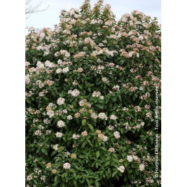 VIBURNUM tinus EVE PRICE