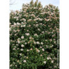 VIBURNUM tinus EVE PRICE