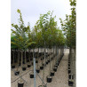 TILIA platyphyllos En pot de 35-50 litres forme tige hauteur du tronc 180-200 cm