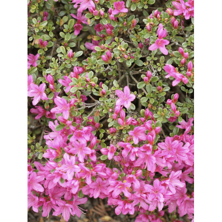 AZALEA japonica BEETHOVEN