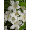 AZALEA japonica DOROTHY HEIDEN