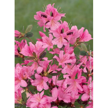 AZALEA japonica GILBERT MULLIE