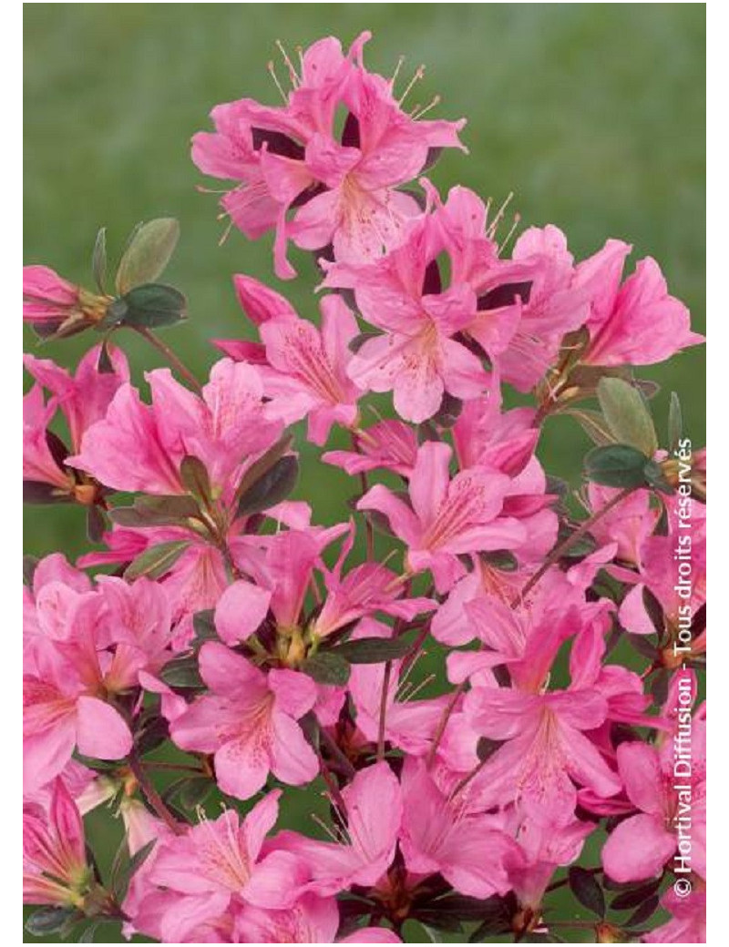 AZALEA japonica GILBERT MULLIE