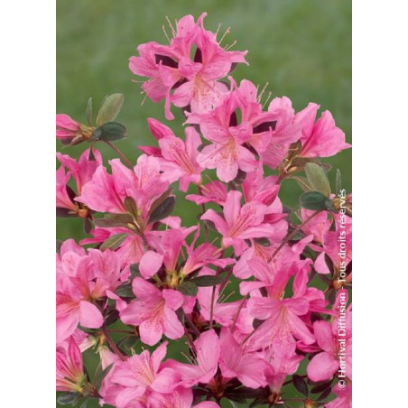 AZALEA japonica GILBERT MULLIE