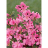 AZALEA japonica GILBERT MULLIE