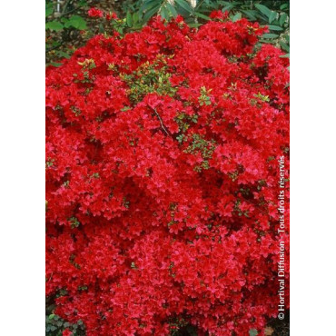 AZALEA japonica HINO CRIMSON