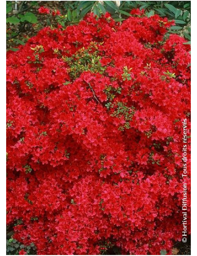 AZALEA japonica HINO CRIMSON