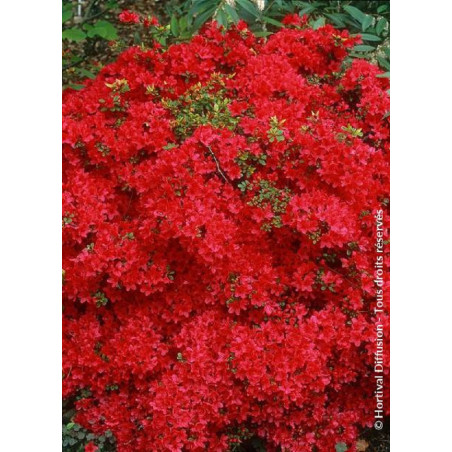 AZALEA japonica HINO CRIMSON