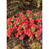 AZALEA japonica HINO CRIMSON