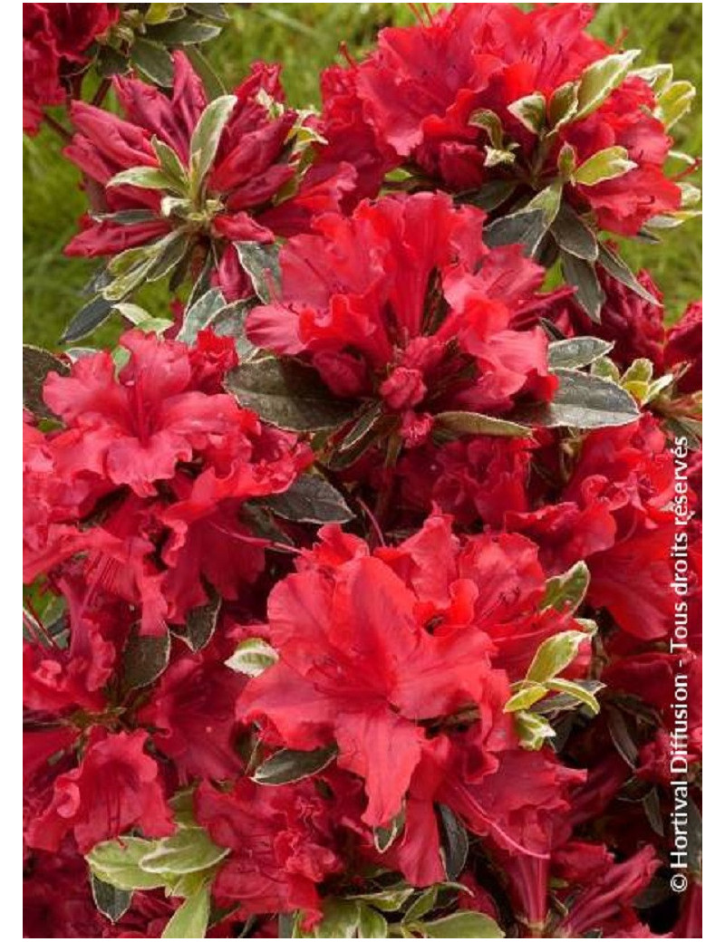 AZALEA japonica HOT SHOT VARIEGATA