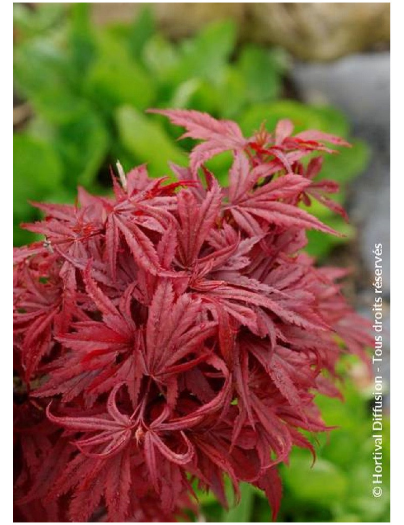 ACER palmatum SHAINA