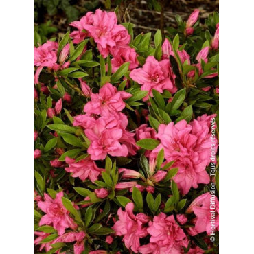 AZALEA japonica ROSA KING