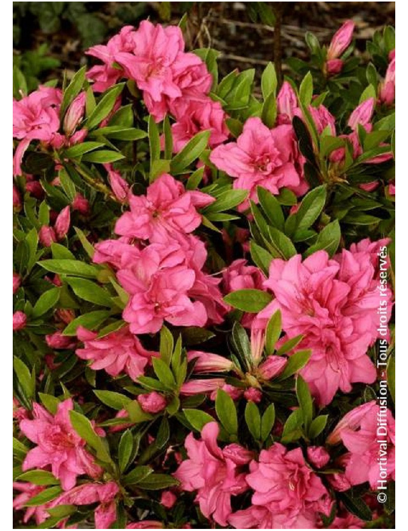 AZALEA japonica ROSA KING