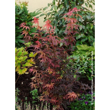 ACER palmatum SKEETER'S BROOM