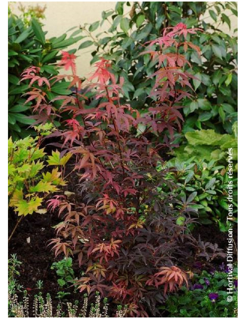 ACER palmatum SKEETER'S BROOM