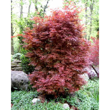 ACER palmatum SKEETER'S BROOM