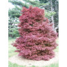 ACER palmatum SKEETER'S BROOM