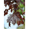 ACER platanoides CRIMSON KING